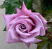 Plum Crazy rose photo