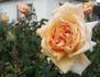 Cannes Festival rose photo