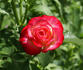Charismatic ™ rose photo