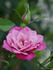 Magenta Mystique™ rose photo