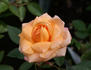 Peach Delight ™ rose photo