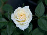 Snow Bride rose photo