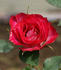 Whoopi ™ rose photo