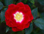 Merlot rose photo