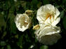 Summer Snow rose photo
