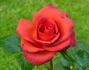 Bricky rose photo