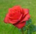 Bricky rose photo