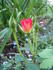 Ruby Baby rose photo