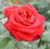 Viva rose photo