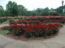 Salsa™ rose photo