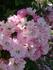 Rosa Sport von White Flight rose photo