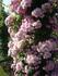 Rosa Sport von White Flight rose photo