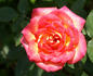 Lights of Broadway rose photo