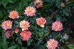Lights of Broadway rose photo
