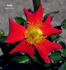 Diablo rose photo