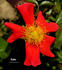 Diablo rose photo