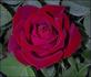 TINdonn rose photo