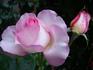 Claire Chazal rose photo