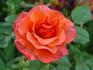 Cathedral rose photo