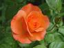 Cathedral rose photo