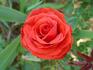 Cayenne rose photo