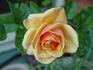 Maxima Hit rose photo