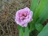 The Colwyn Rose rose photo