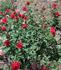 Celebrate America ™ rose photo