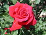 Celebrate America ™ rose photo