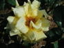 Aztec Gold rose photo