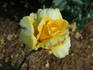 Aztec Gold rose photo