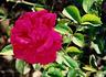 Zukunft rose photo