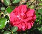 Zukunft rose photo