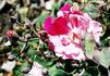 Astrid Späth Striped rose photo