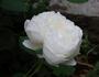 Glücksstern rose photo