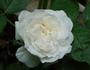 Glücksstern rose photo
