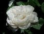 Glücksstern rose photo