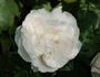 Glücksstern rose photo