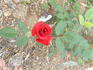 Chattooga ™ rose photo