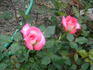 American Rose Centennial ™ rose photo