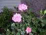 American Rose Centennial ™ rose photo