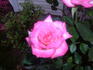 American Rose Centennial ™ rose photo
