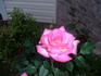 American Rose Centennial ™ rose photo