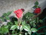 Salute ™ rose photo