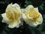 Christmas Card rose photo