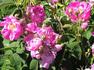 Ballady rose photo