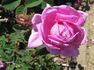 Eugène Verdier rose photo