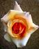 Hill Top rose photo