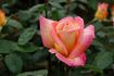 Grand'mère Jenny, Cl. rose photo
