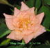 Baby Darling rose photo